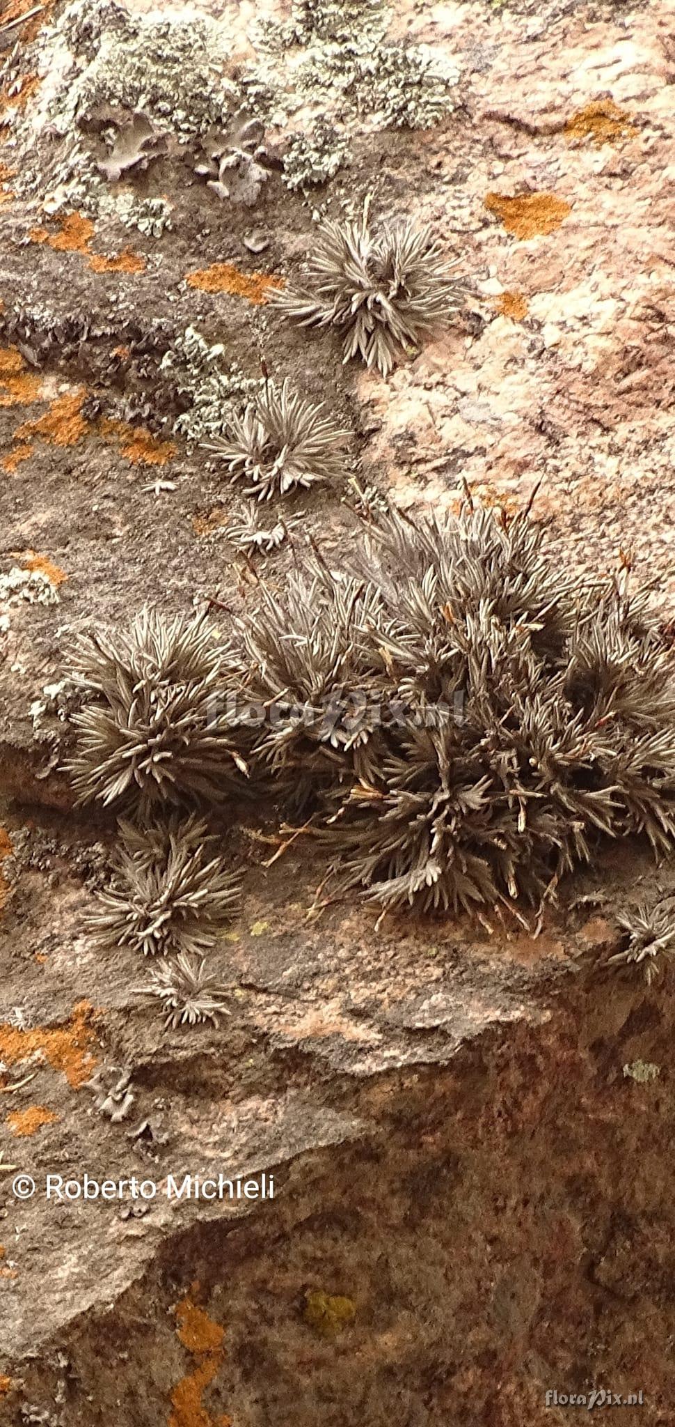 Tillandsia capillaris