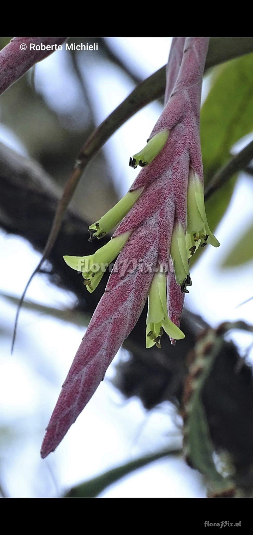 Tillandsia castaneobulbosa