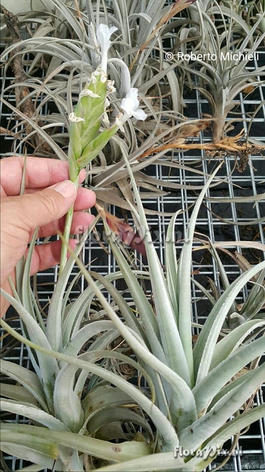 Tillandsia bermejoensis