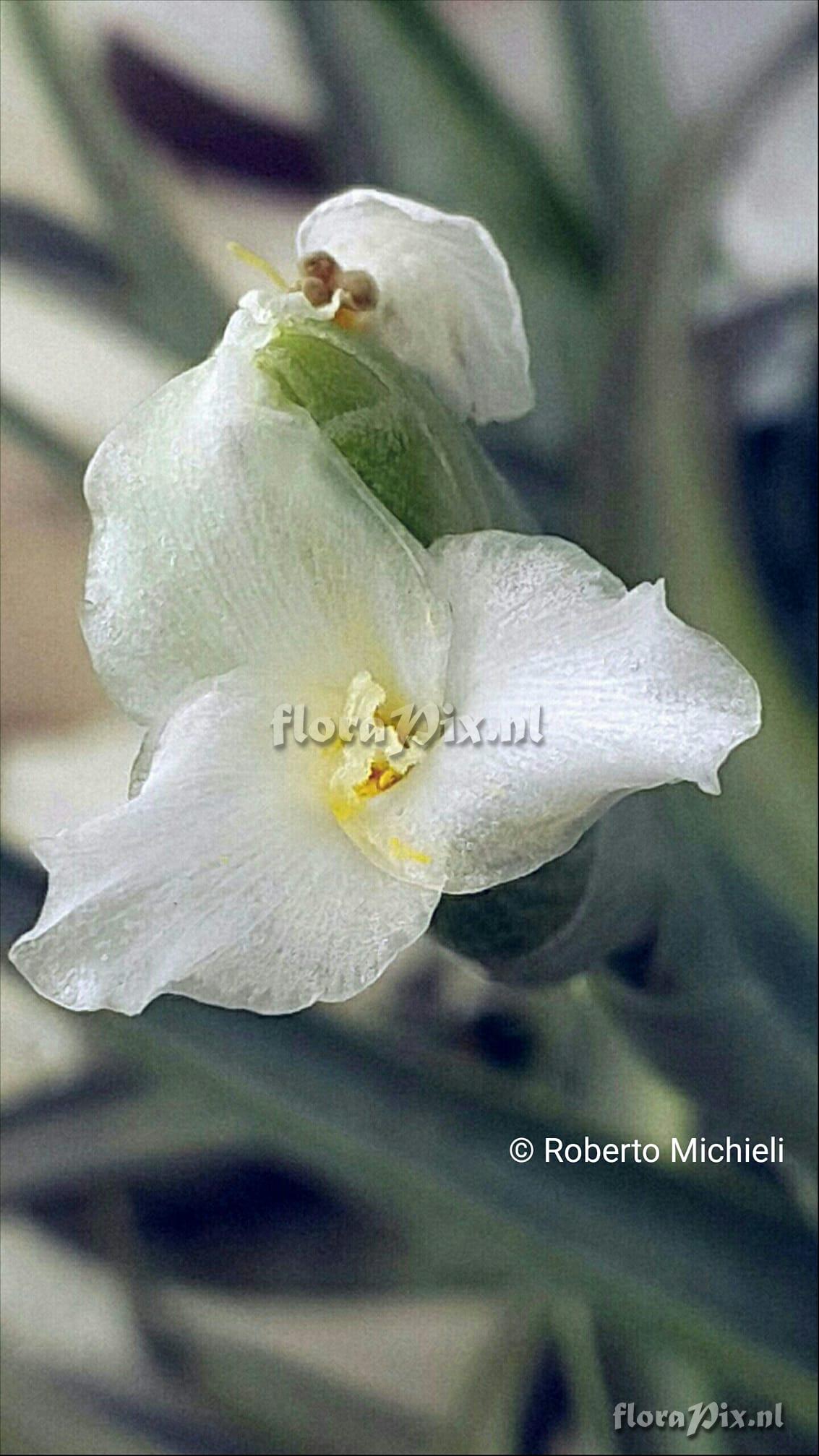 Tillandsia bermejoensis