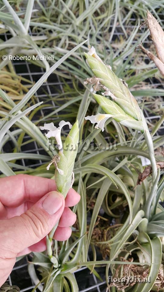 Tillandsia bermejoensis