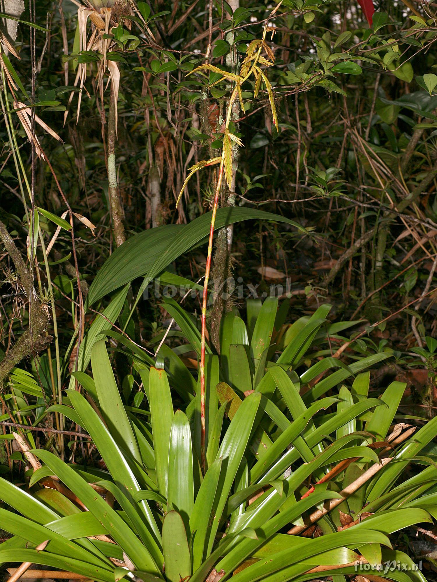 Vriesea sp. A