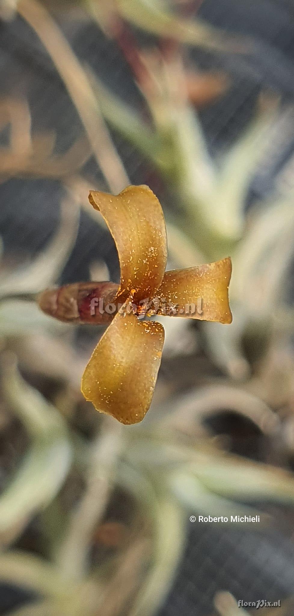 Tillandsia rectangula