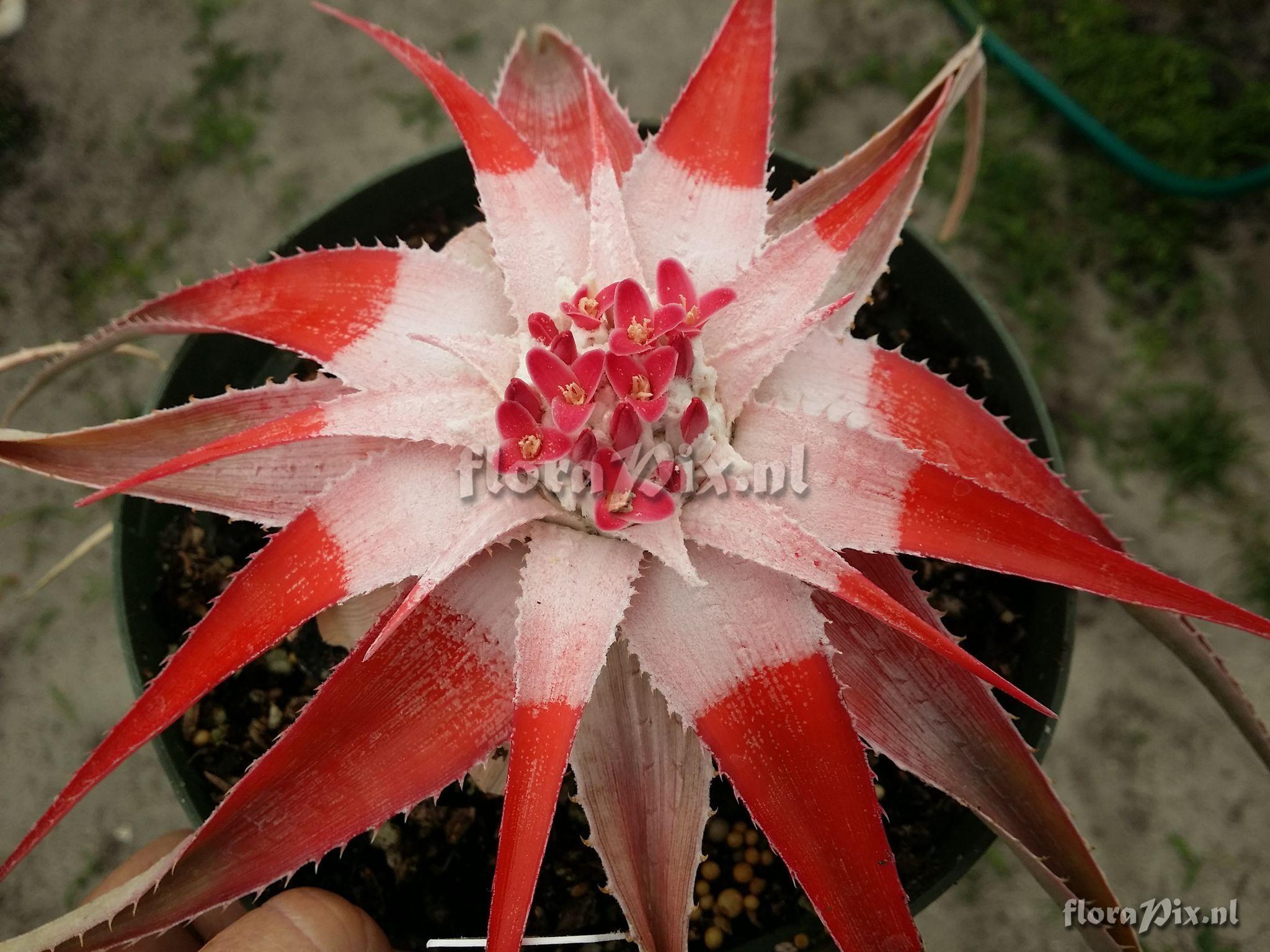 Bromelia rosea