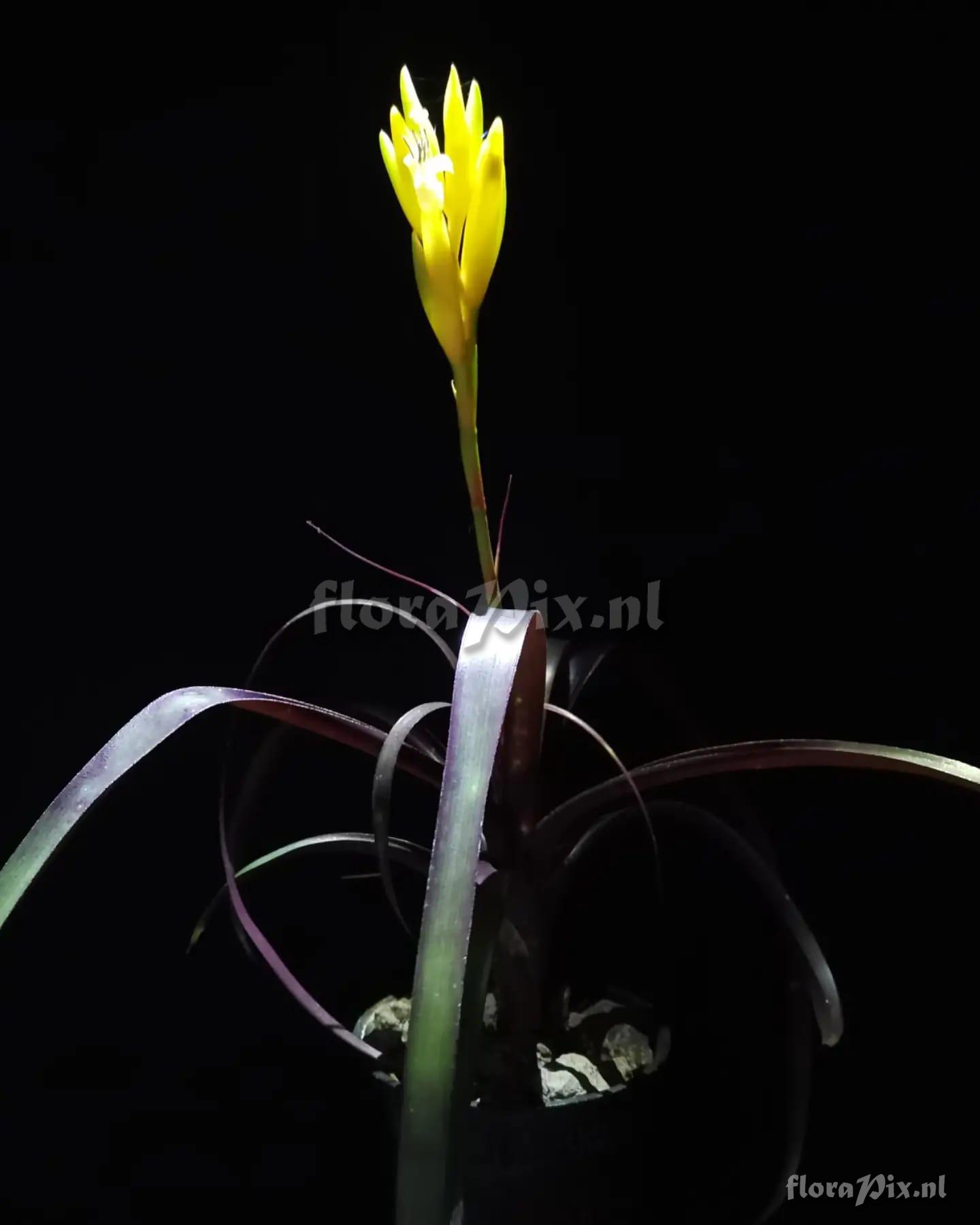 Vriesea bleheri