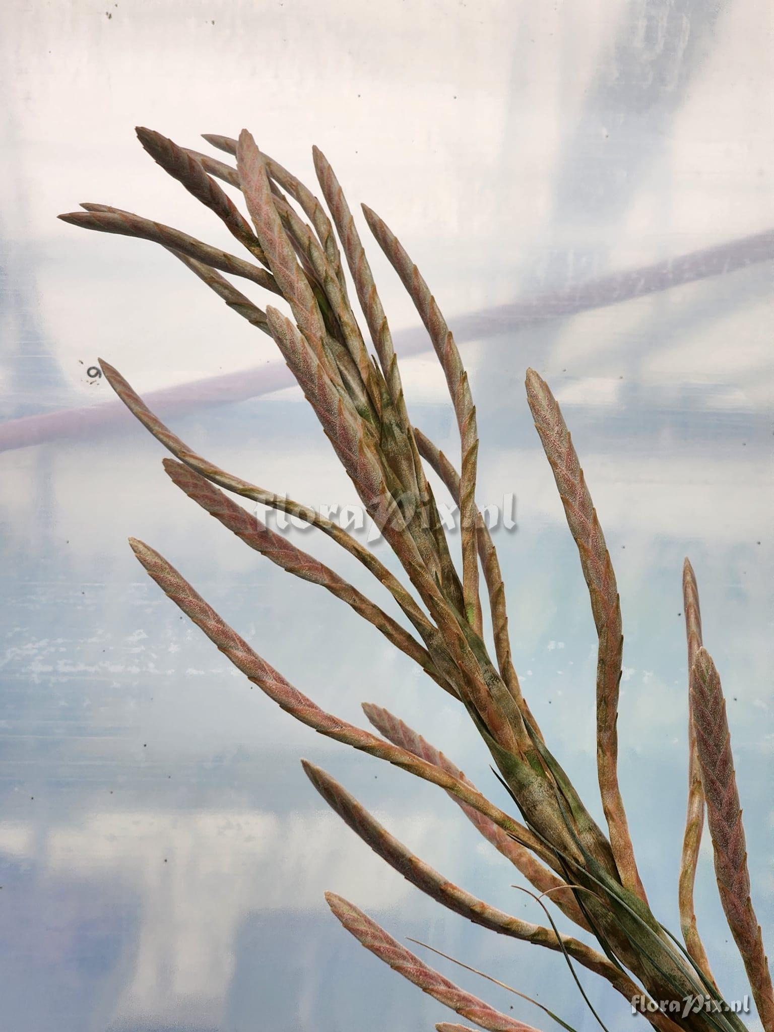 Tillandsia appenii