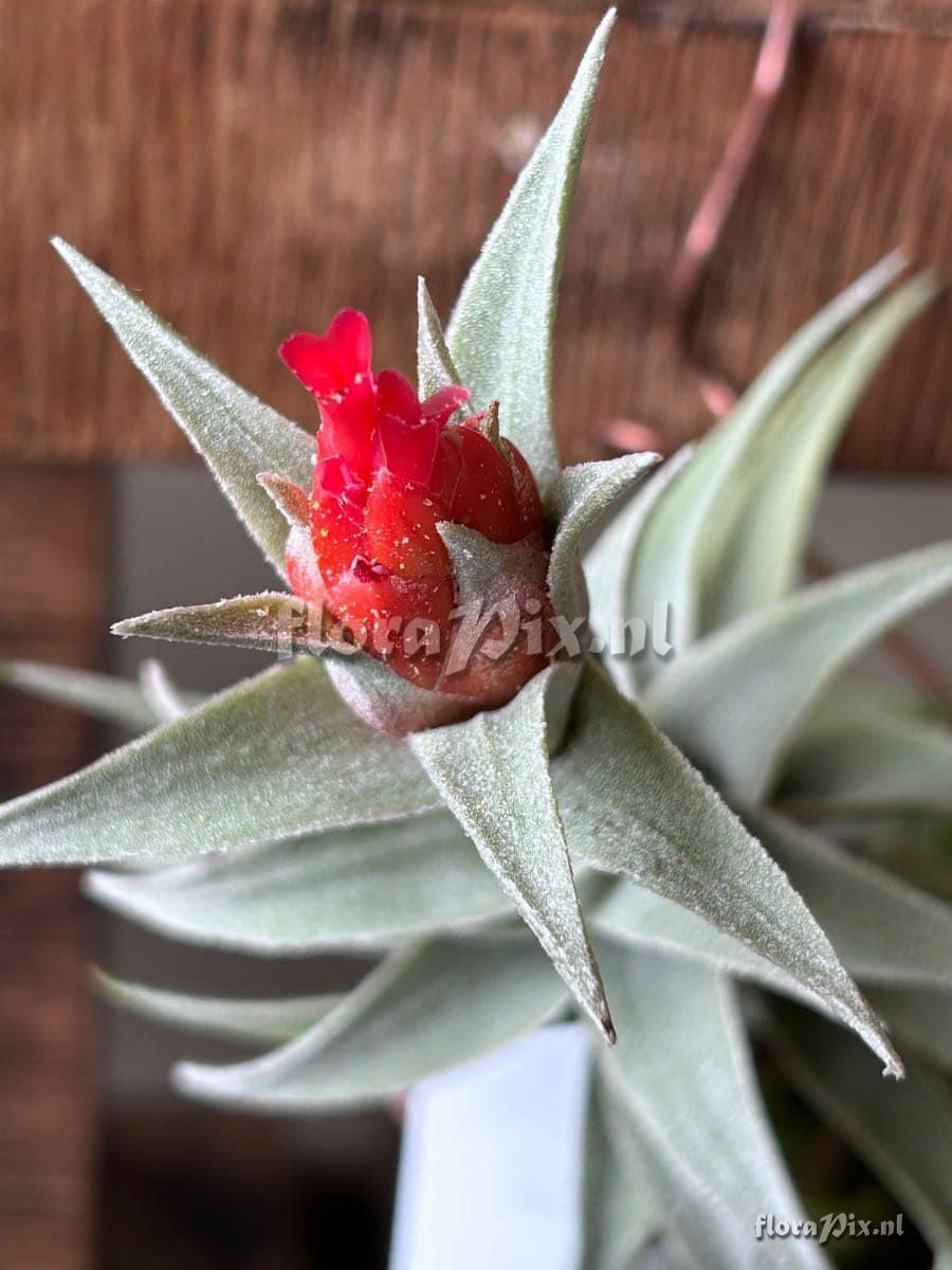 Tillandsia edithae