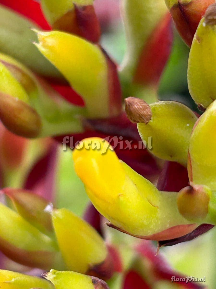 Aechmea fosteriana