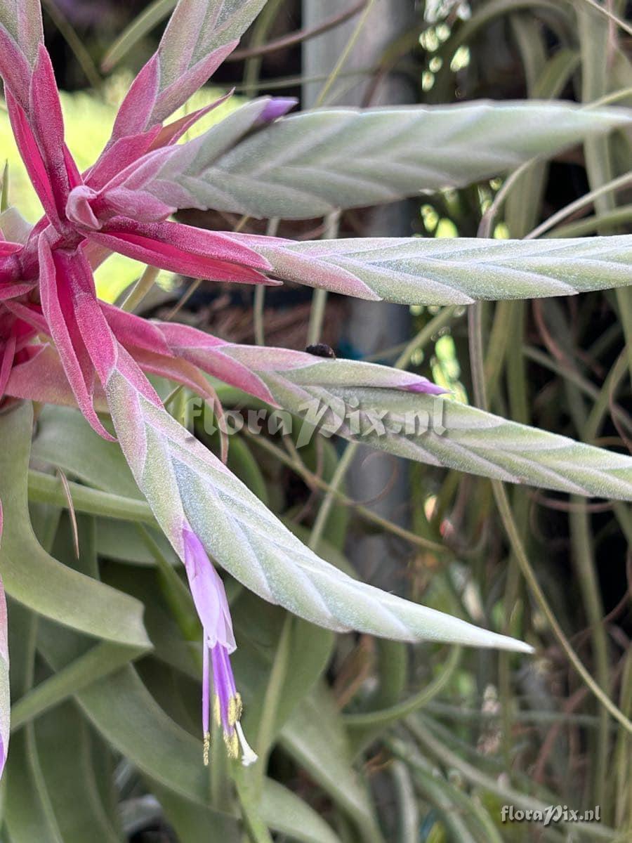 Tillandsia streptophylla