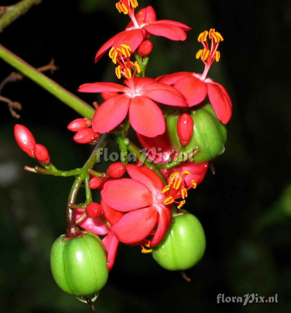 Jatropha sp.