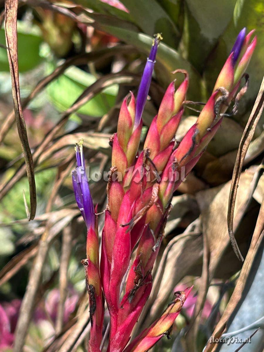 Tillandsia smalliana x