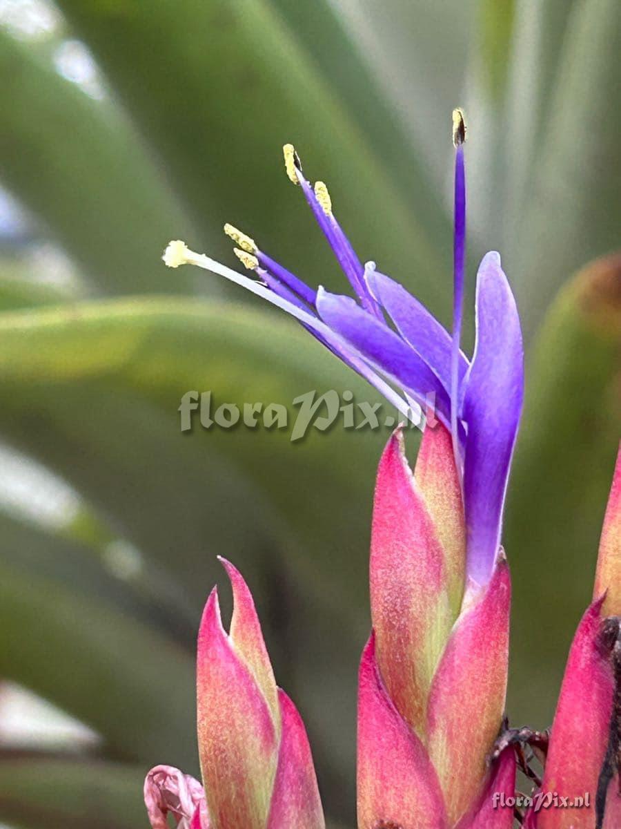 Tillandsia smalliana x