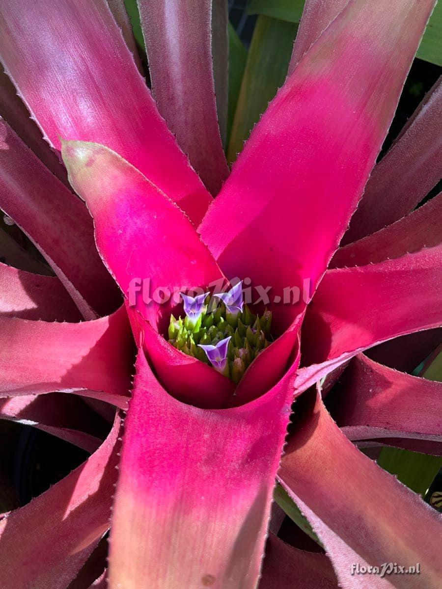 Neoregelia angustifolia