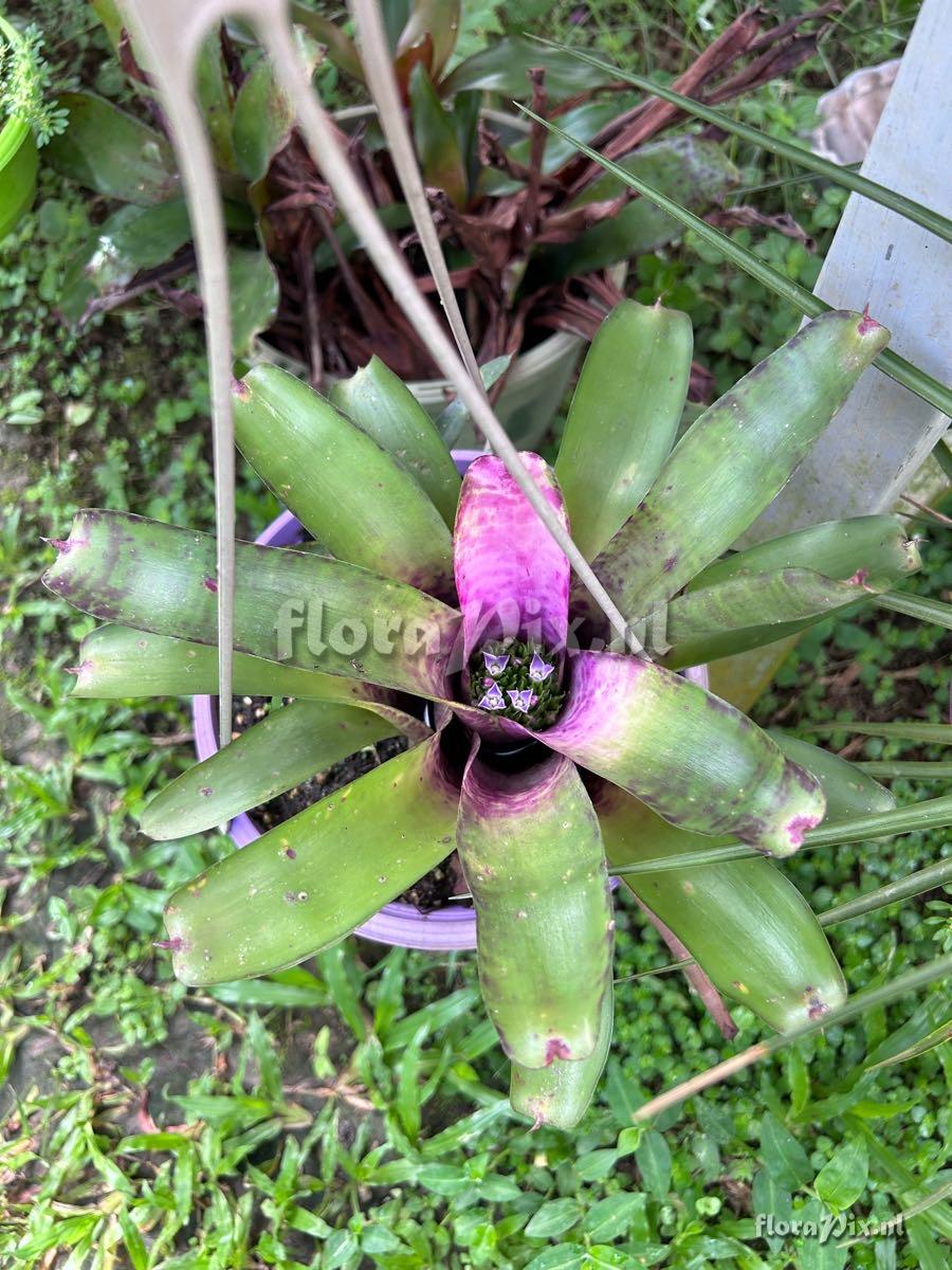 Neoregelia smithii