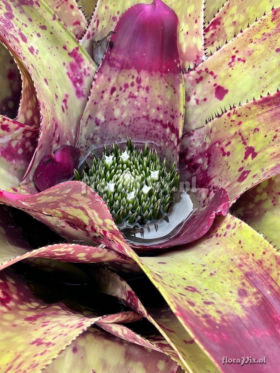 Neoregelia correiaaraujoi x