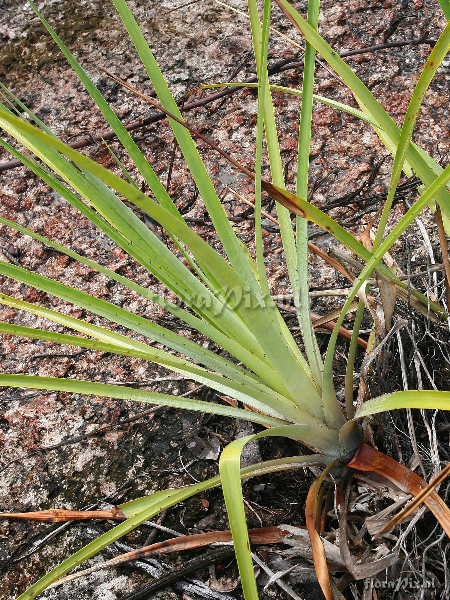 Pitcairnia sp.