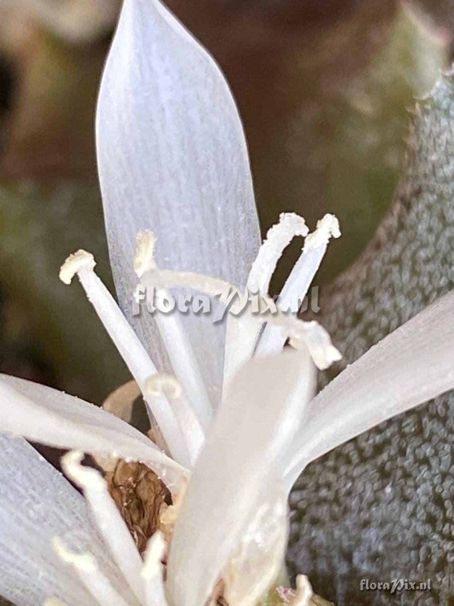 Cryptanthus brevifolius