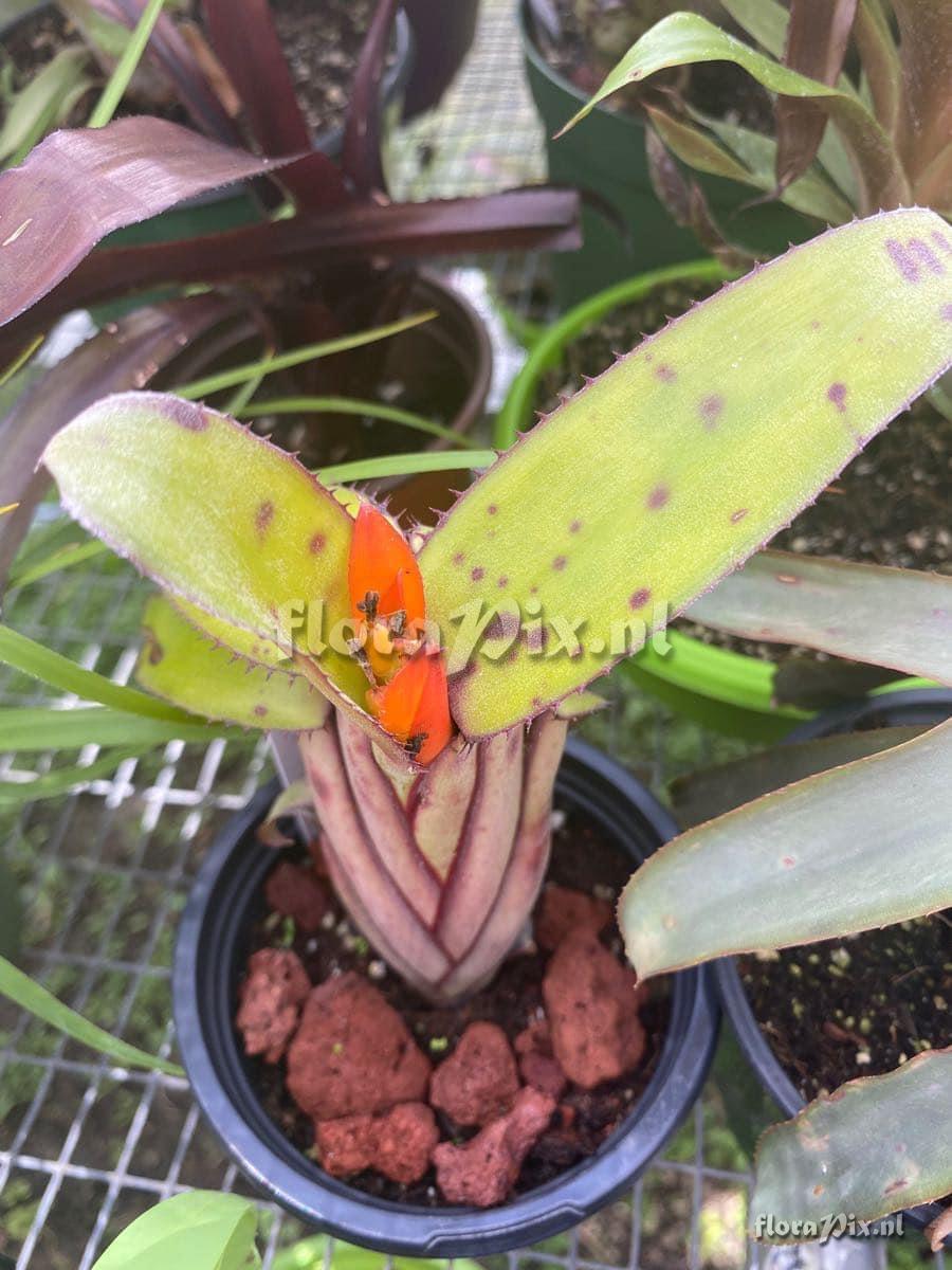 Aechmea brevicollis