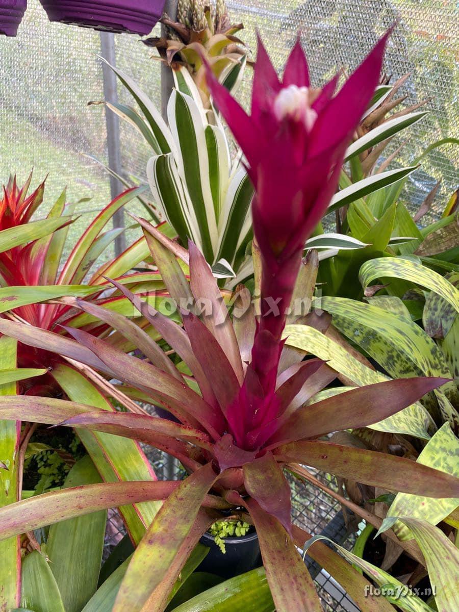 Guzmania lingulata var. flammea