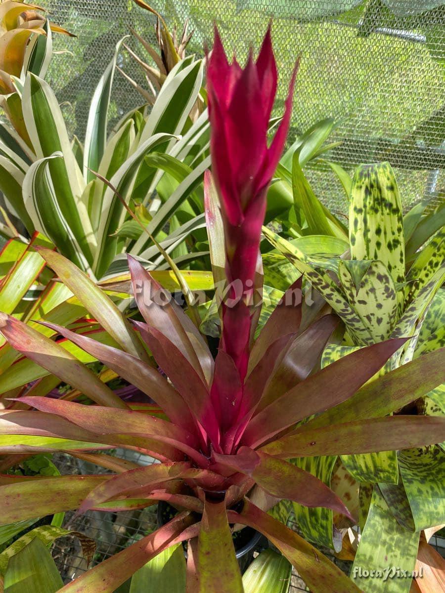 Guzmania lingulata var. flammea