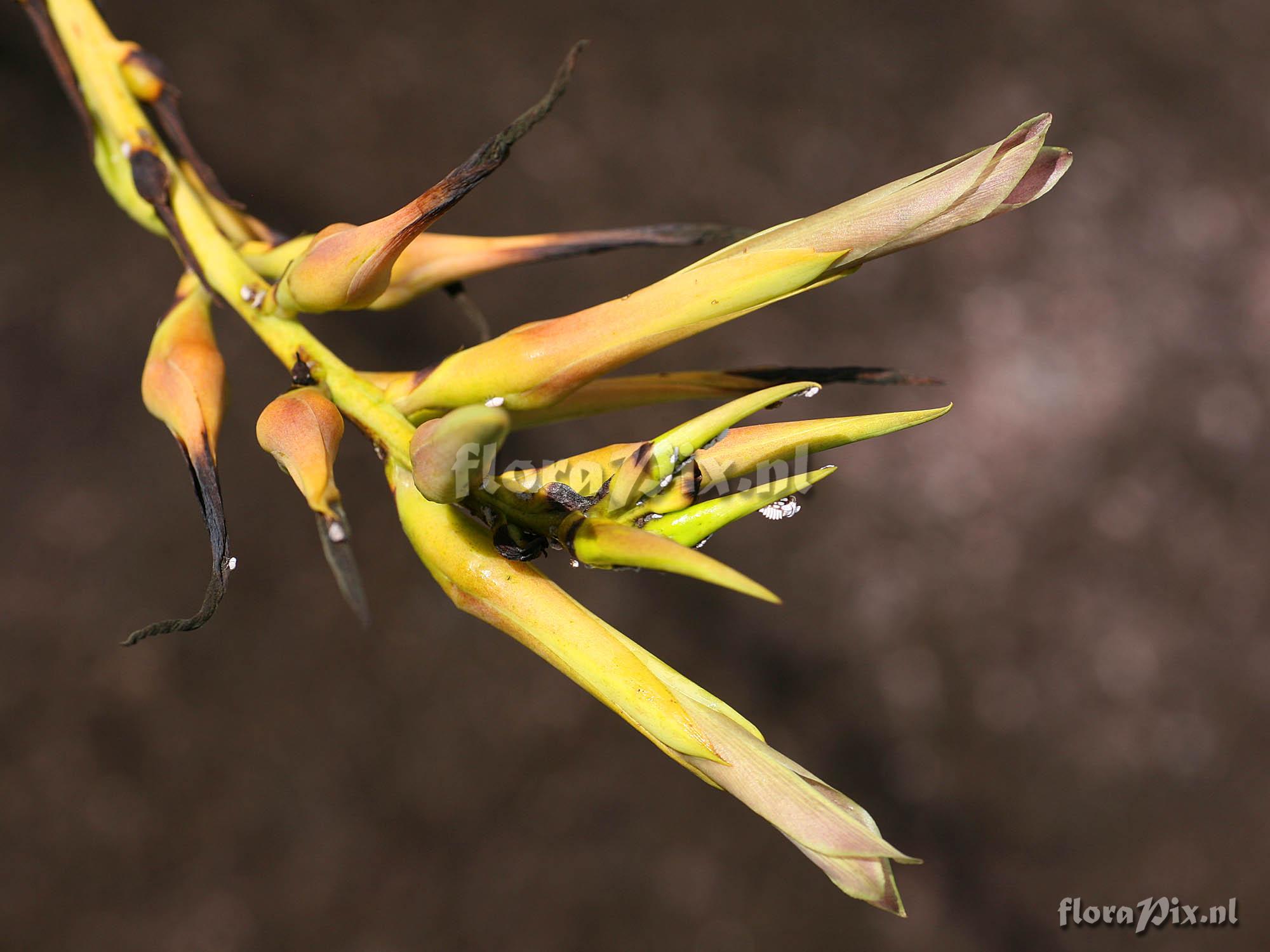 Pitcairnia sp.