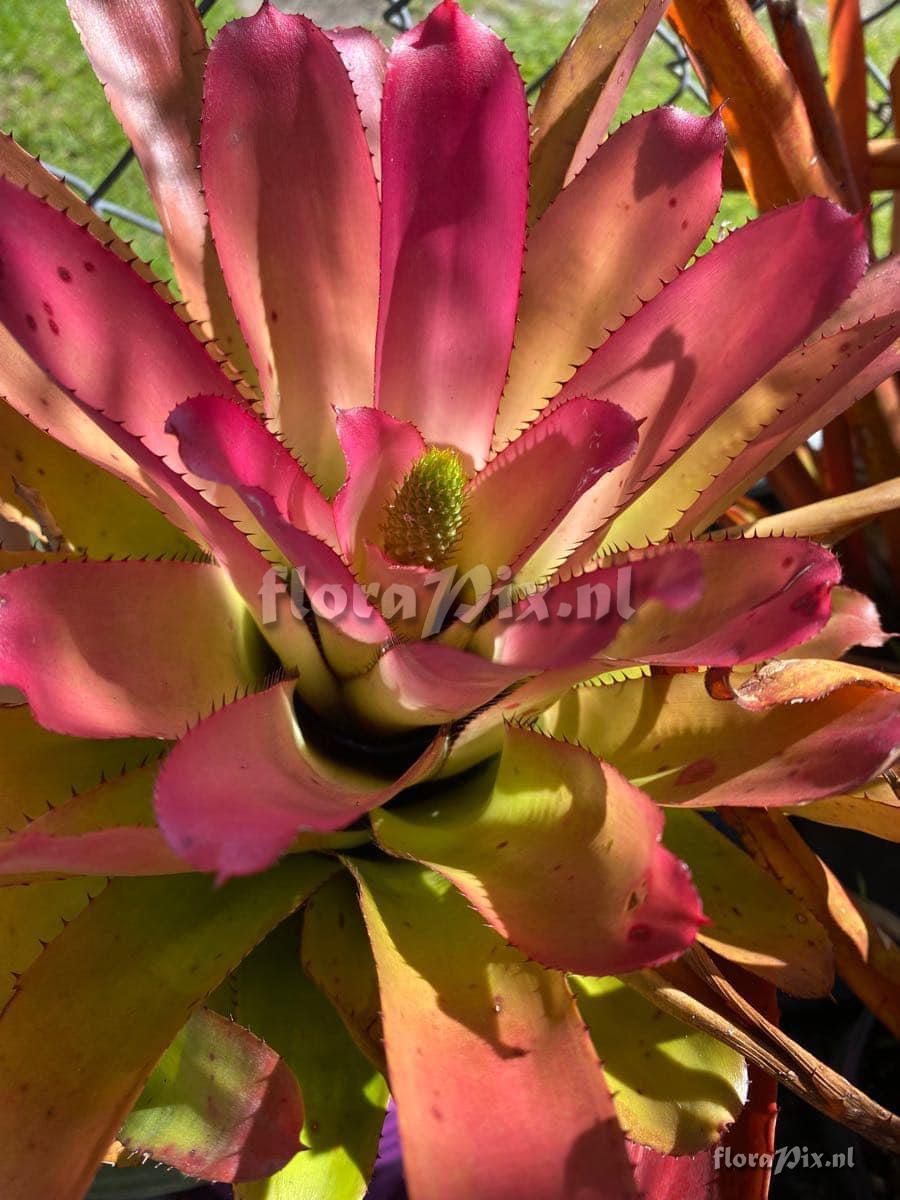 Aechmea robertoseidelii