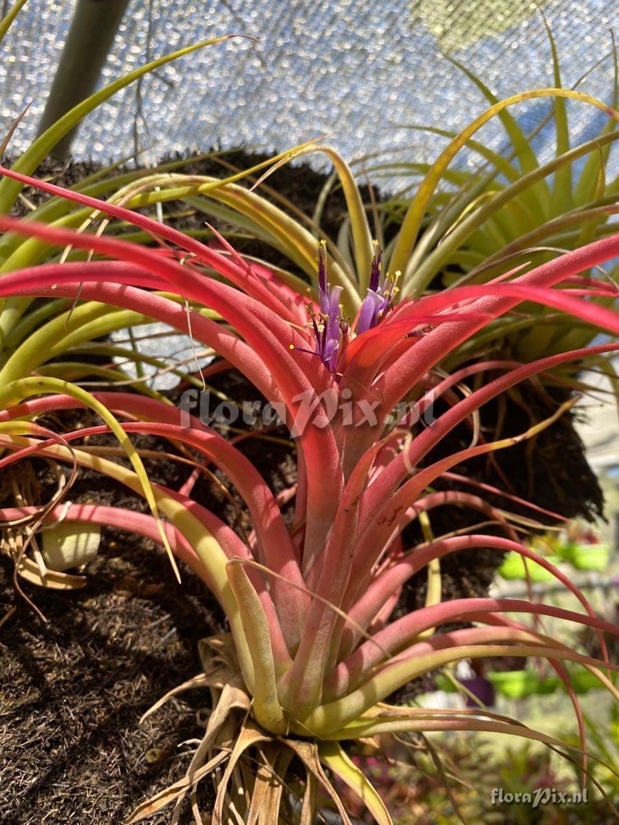 Tillandsia brachycaulos