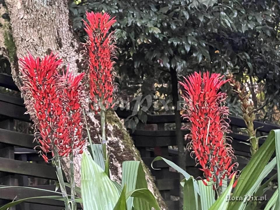 Pitcairnia lutheri