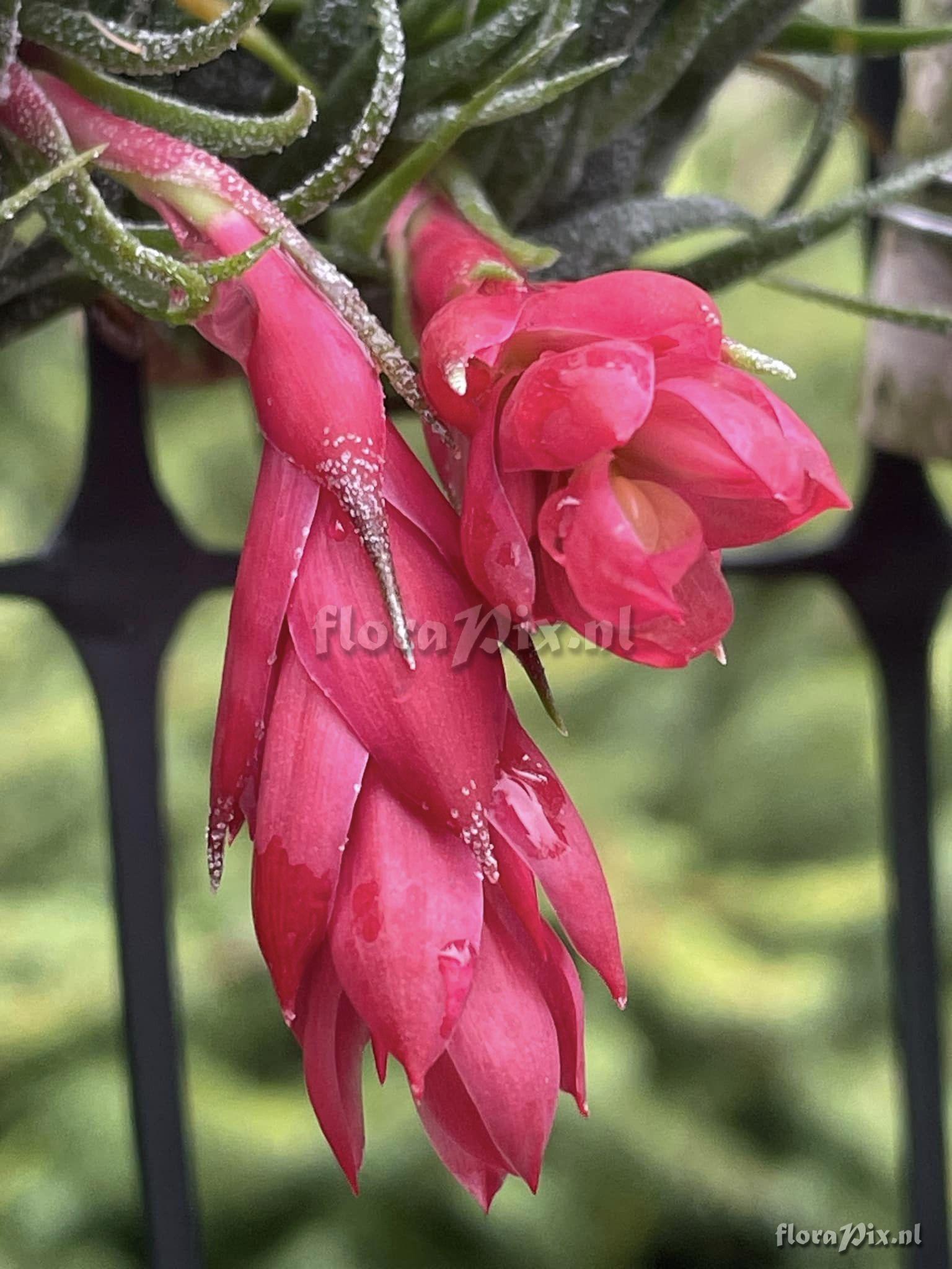 Tillandsia sprengeliana