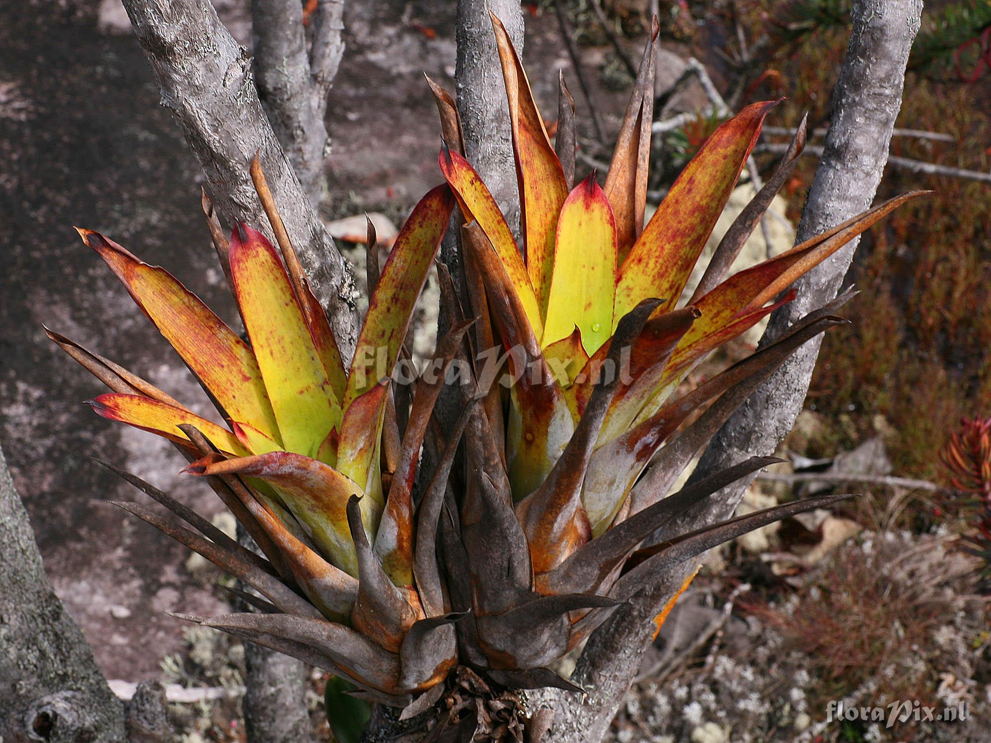 Tillandsia compacta