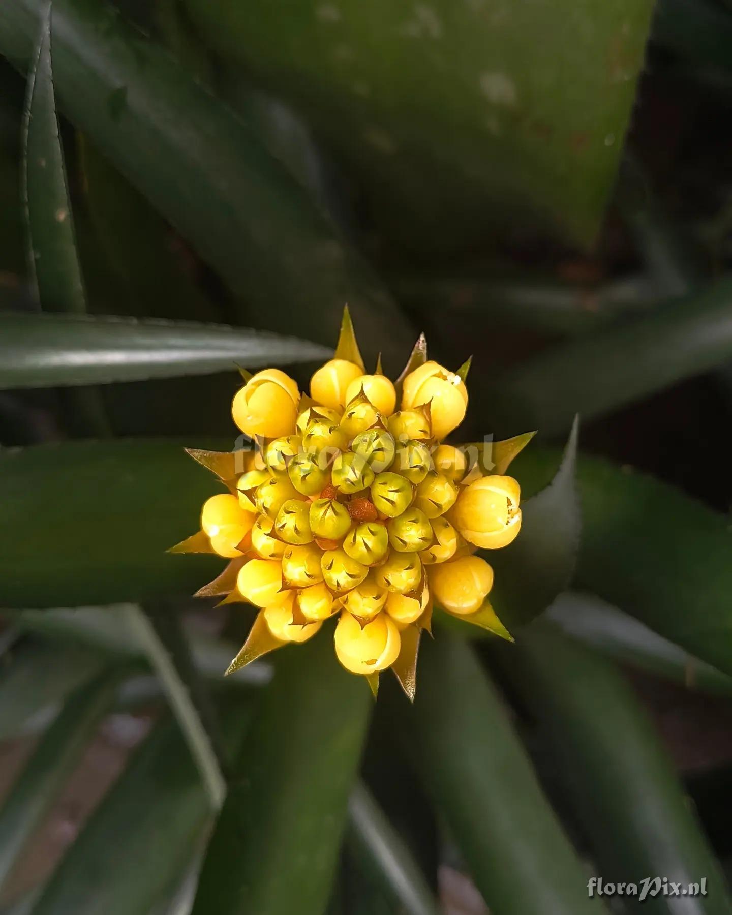 Aechmea pimentivelosoi