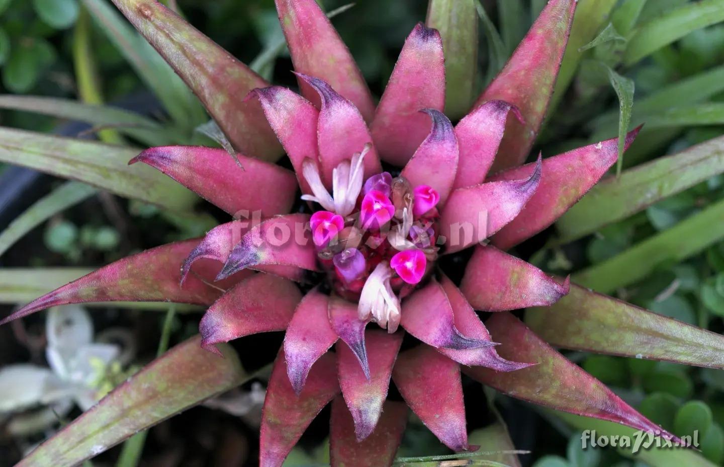 Aechmea recurvata var. benrathii