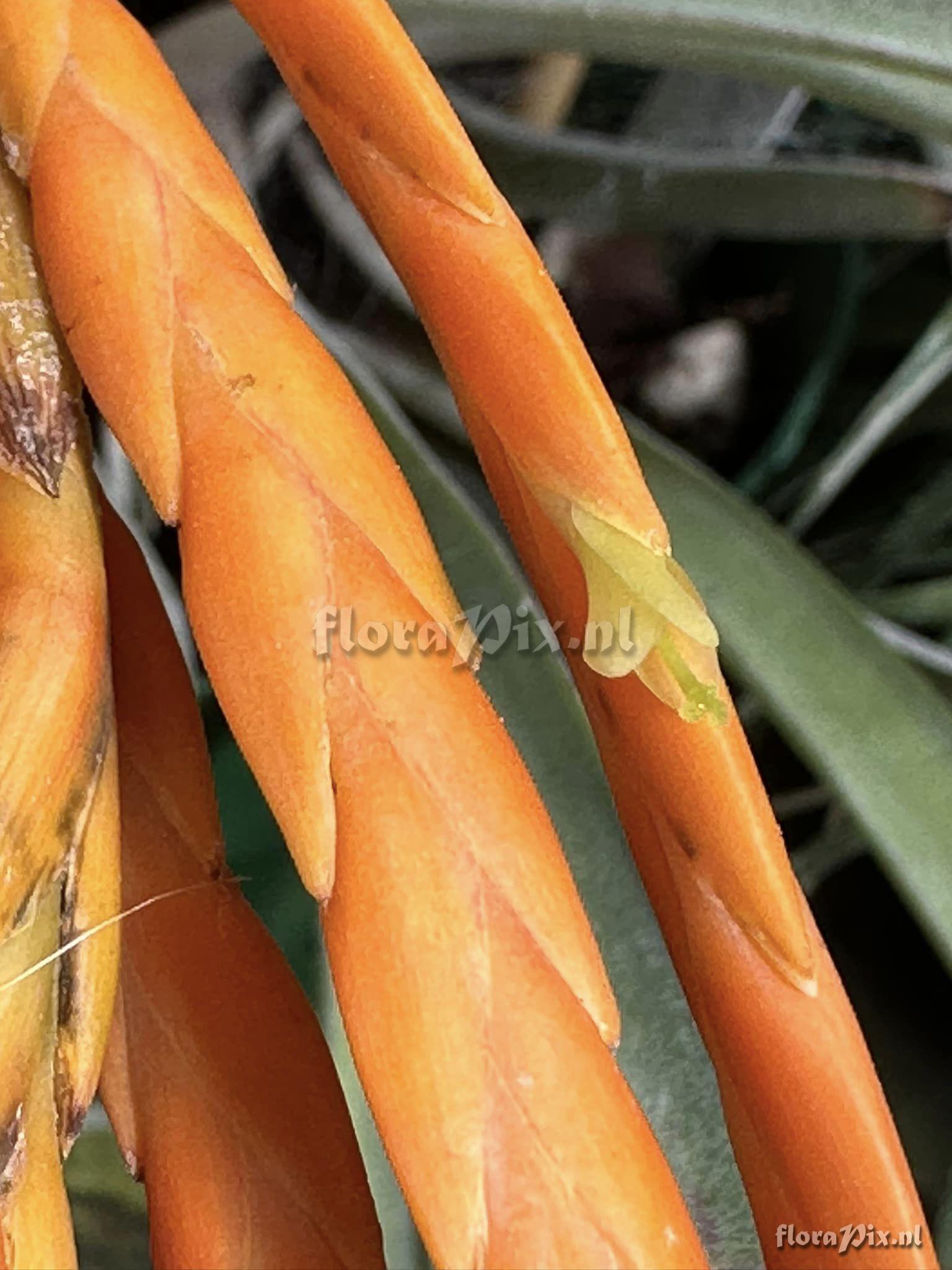 Tillandsia barthlottii