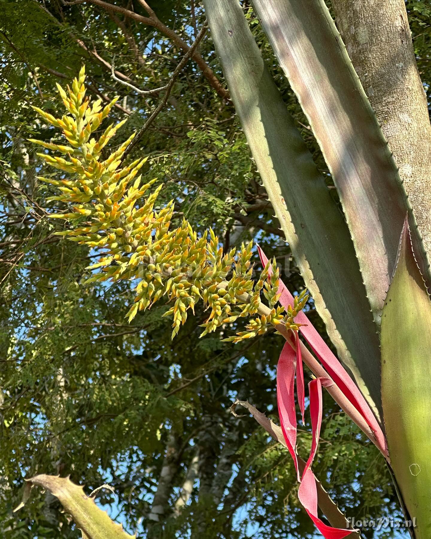 Aechmea tocantina