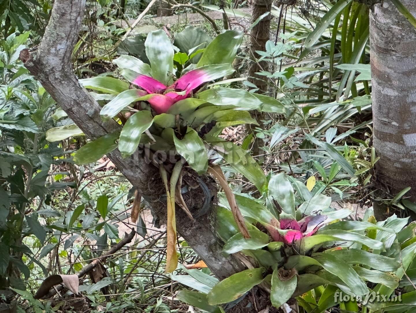 Neoregelia lymaniana