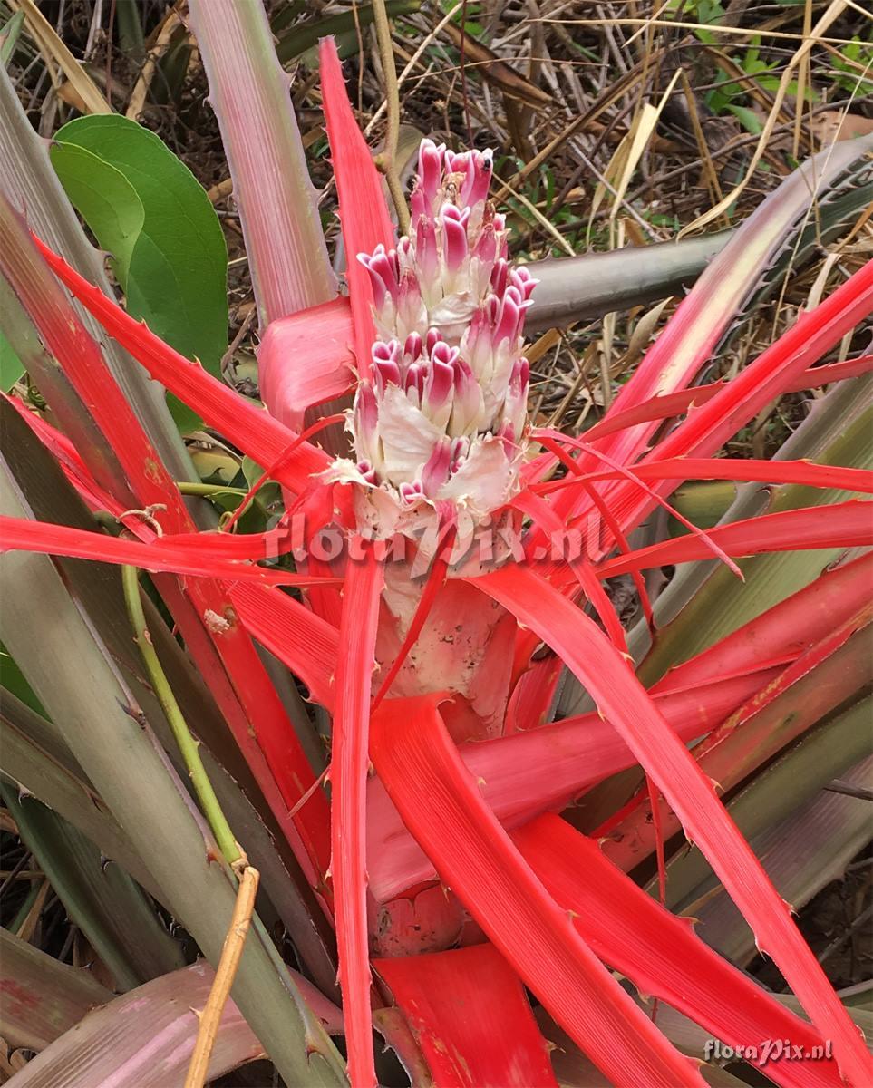 Bromelia balansae