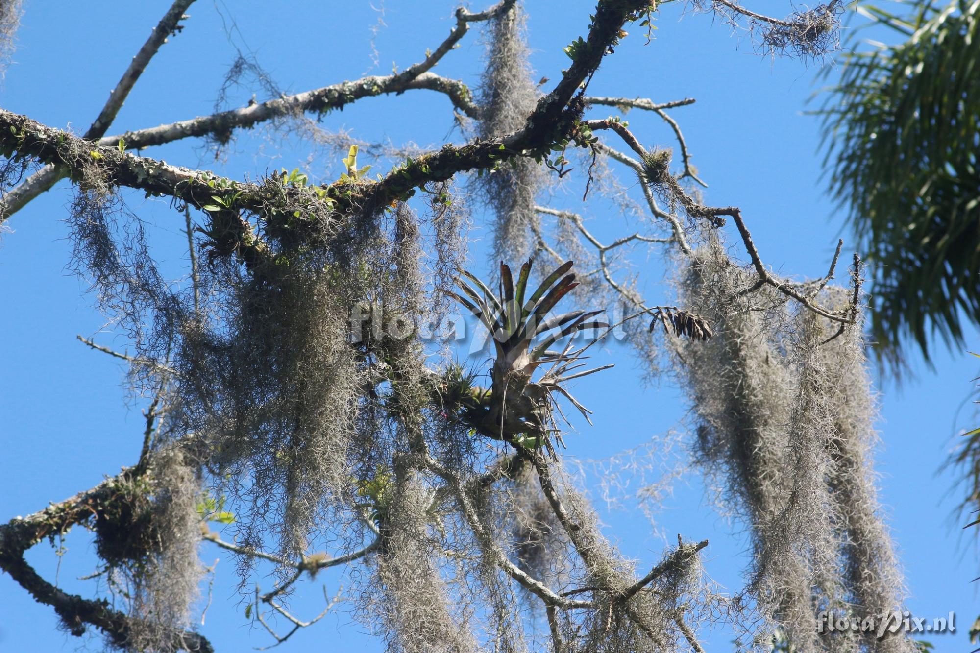 Vriesea platzmannii