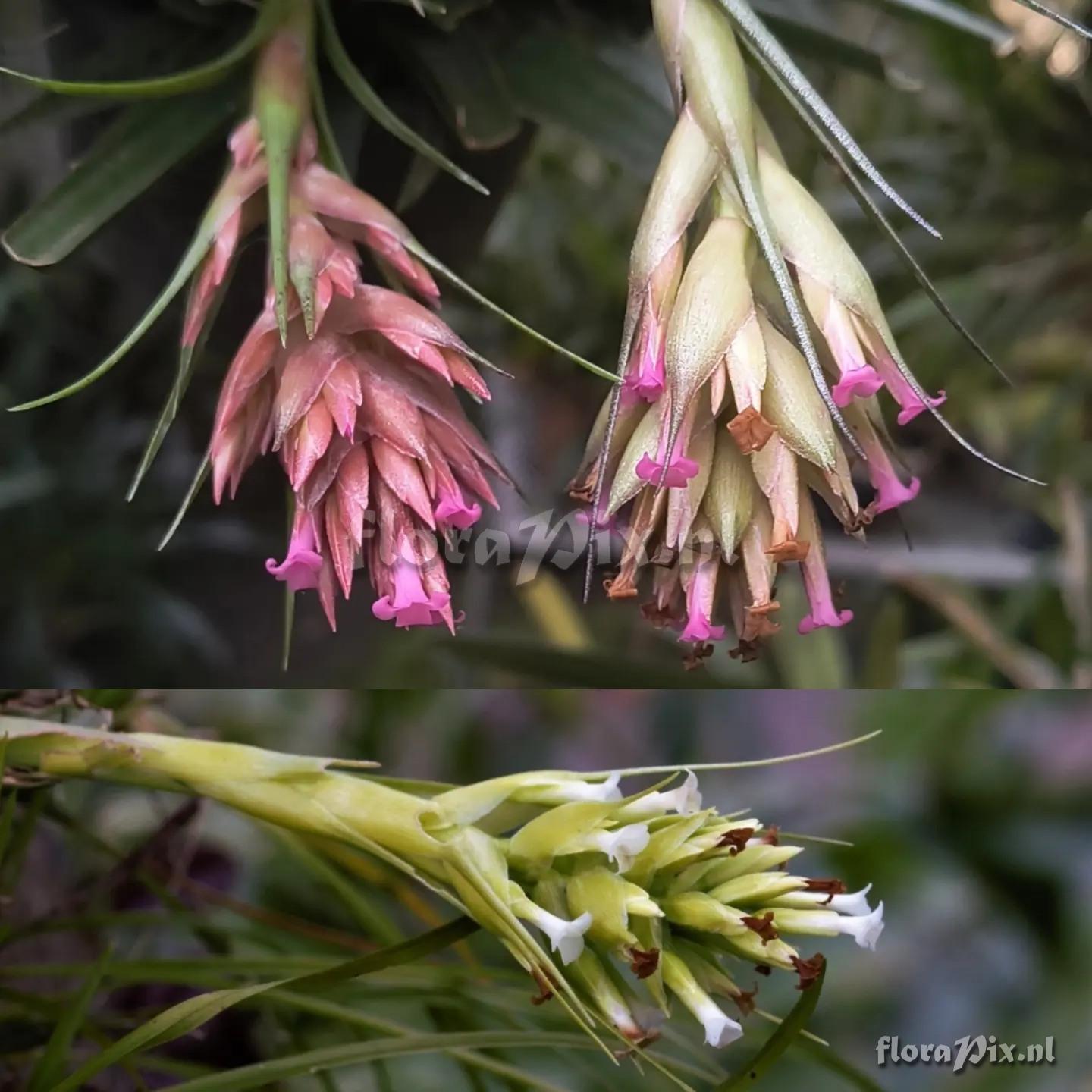 Tillandsia geminiflora