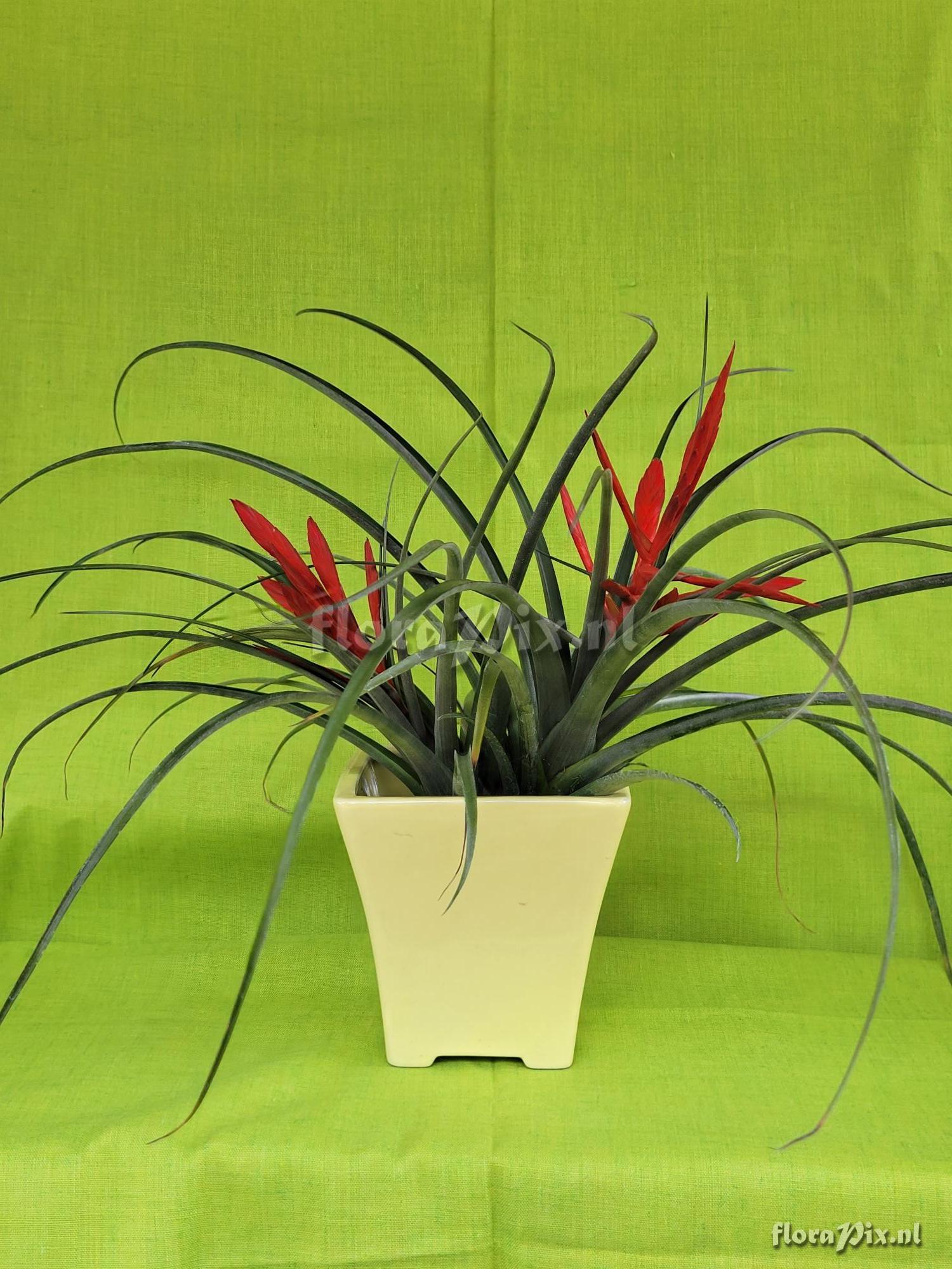 Tillandsia jacobbakii