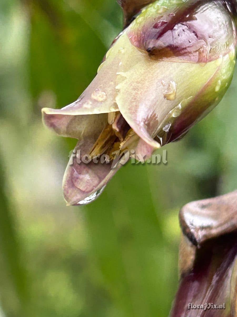 Werauhia sanguinolenta