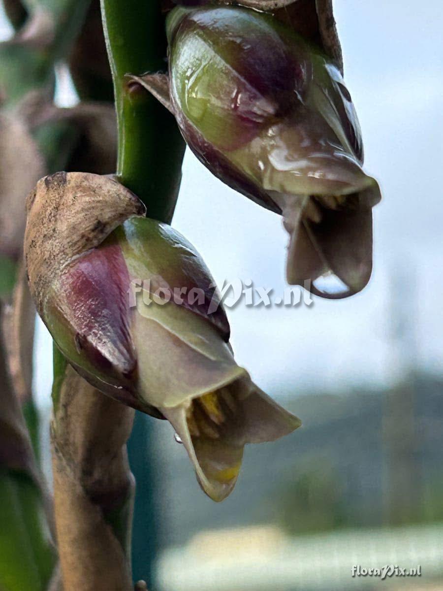 Werauhia sanguinolenta