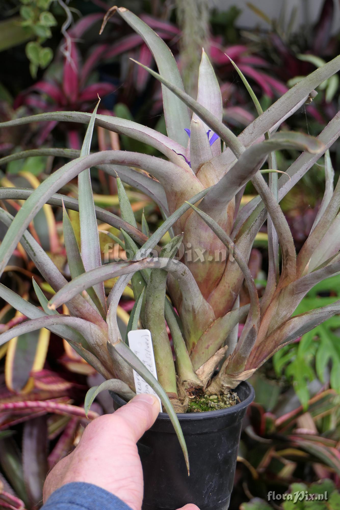 Neoregelia bahiana