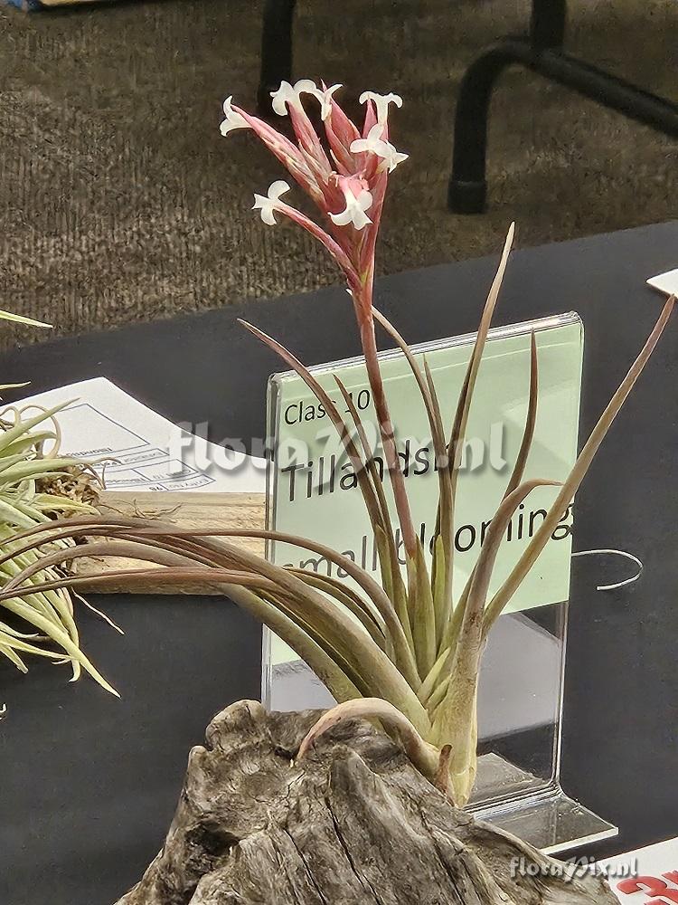 Tillandsia rosacea