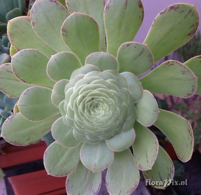 Aeonium arboreum holochrysum