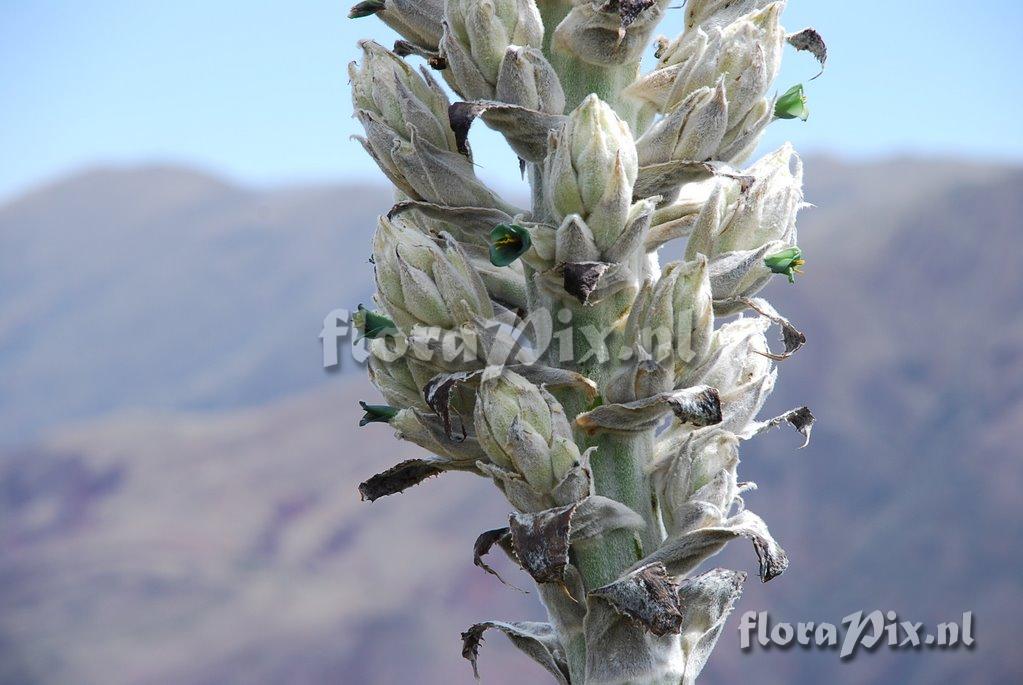 Puya weberbaueri