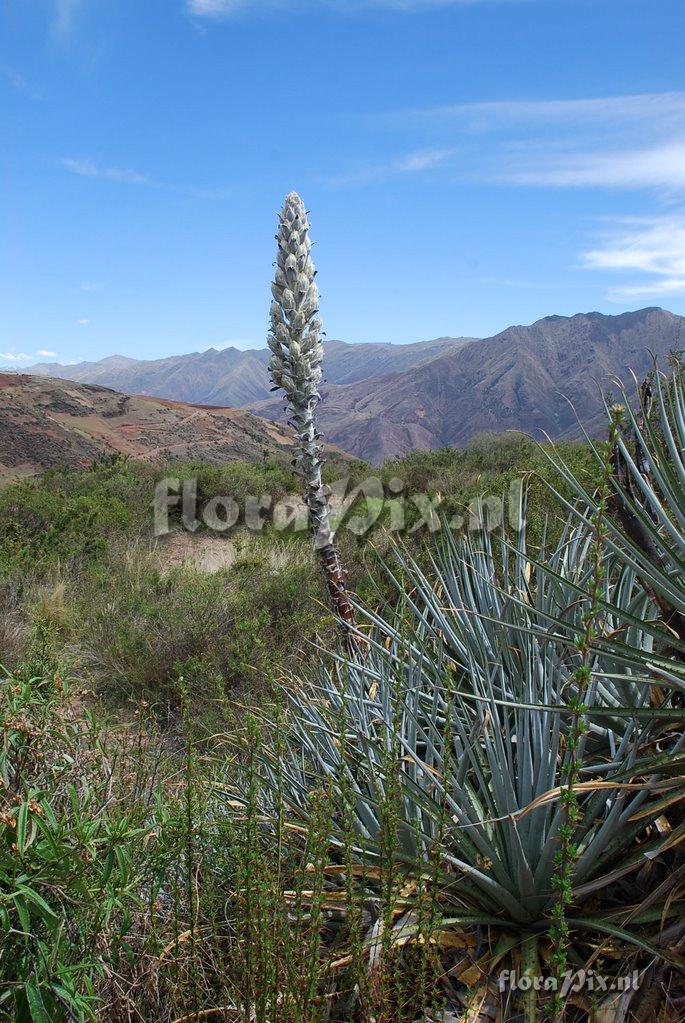 Puya weberbaueri