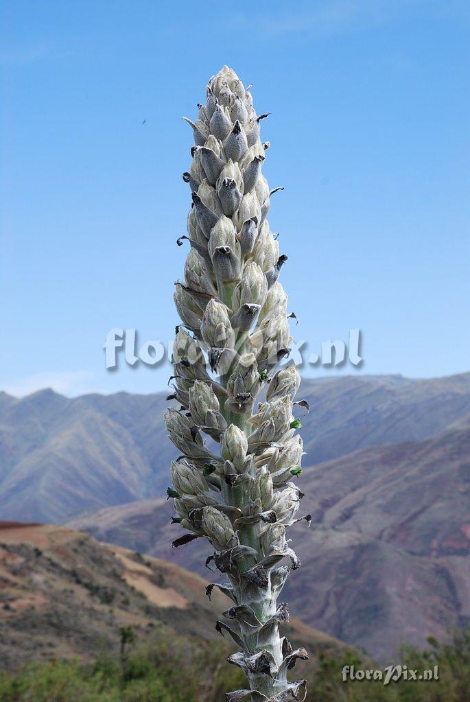 Puya weberbaueri