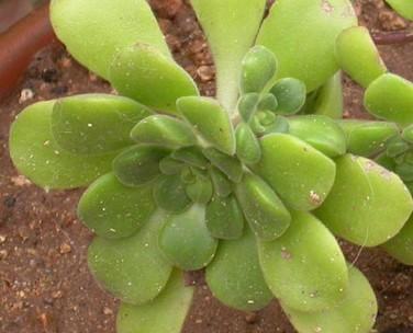 Aeonium lindleyi