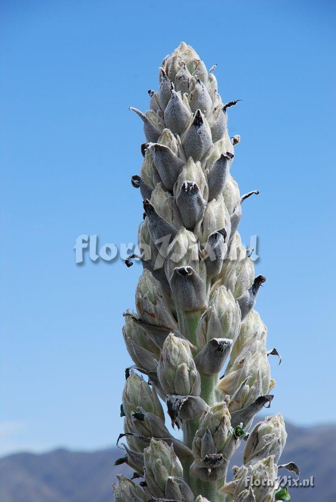 Puya weberbaueri