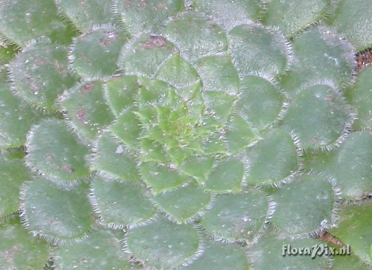 Aeonium tabuliforme